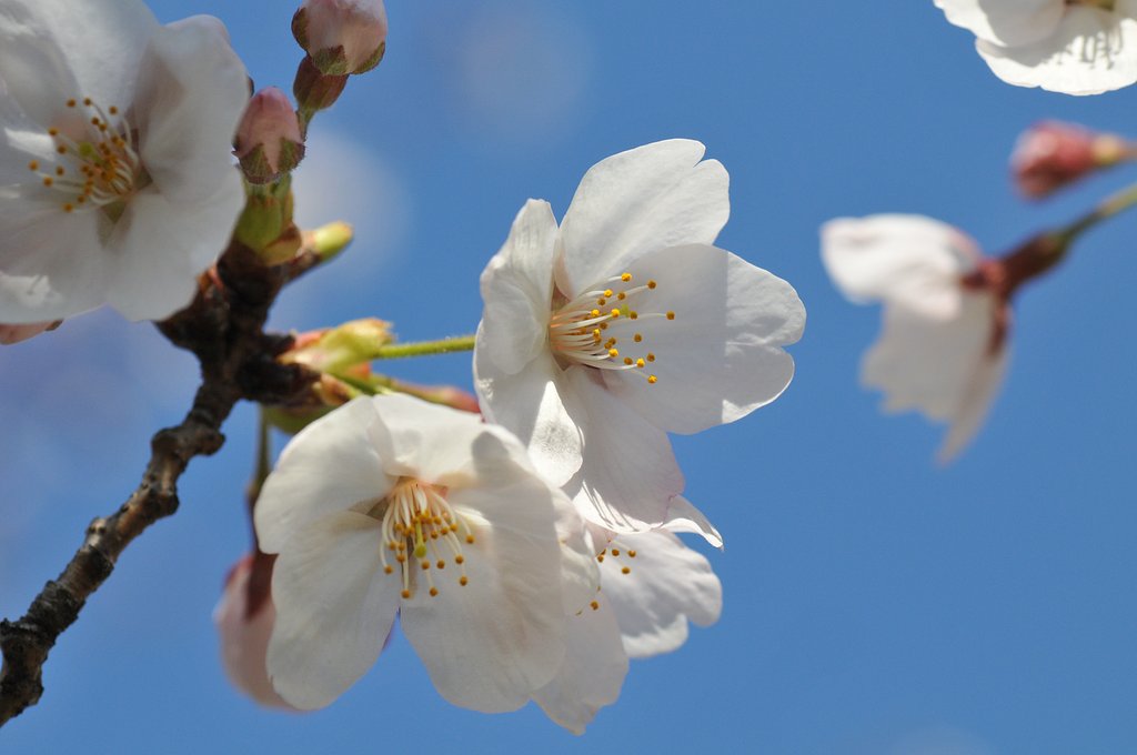 桜です