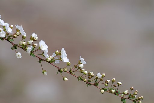 （淡彩）みぎかたさがり