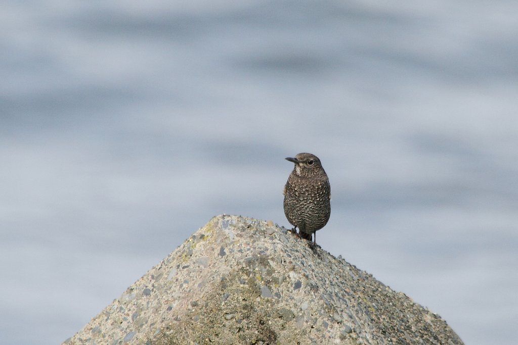 イソヒヨドリ♀