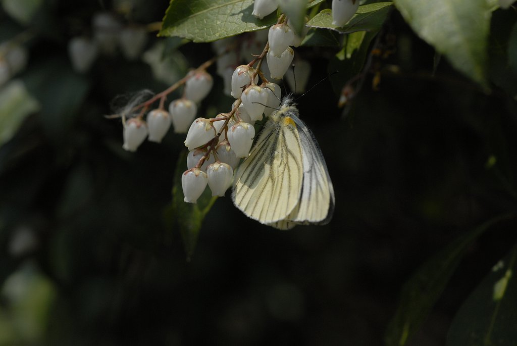 アセビのお花