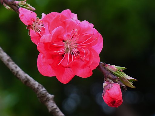 花桃