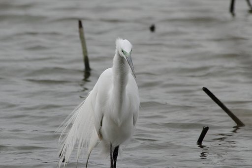 ダイサギ