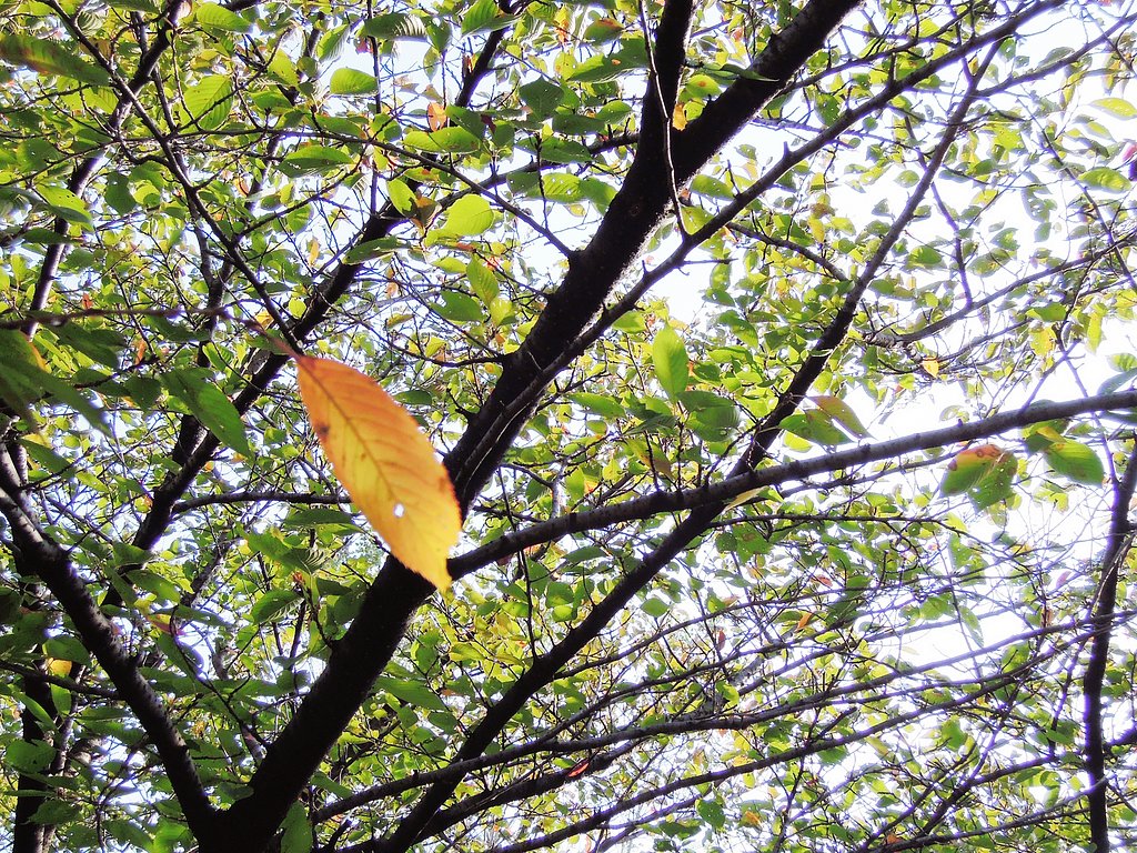 紅葉する前の紅葉と【空】
