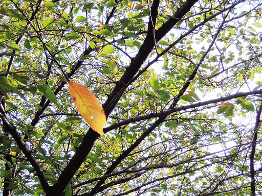 紅葉する前の紅葉と【空】
