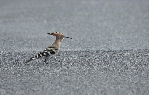 ヤツガシラ