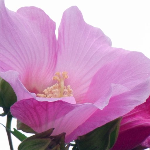 槿（むくげ)の花