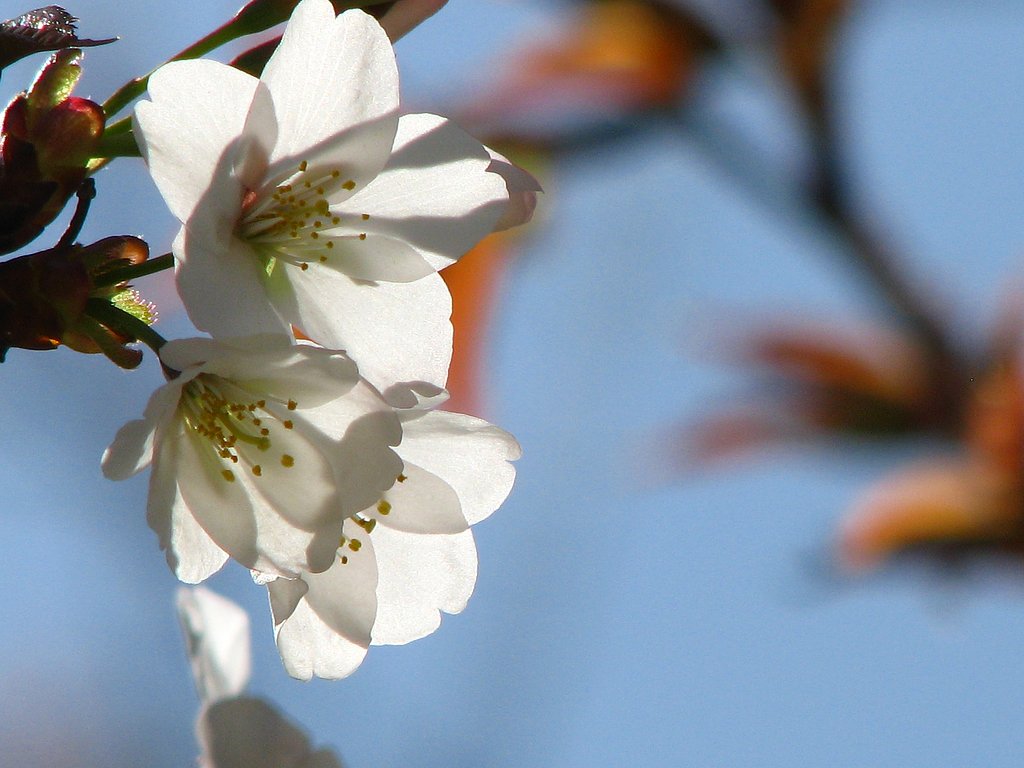 【淡彩】透桜