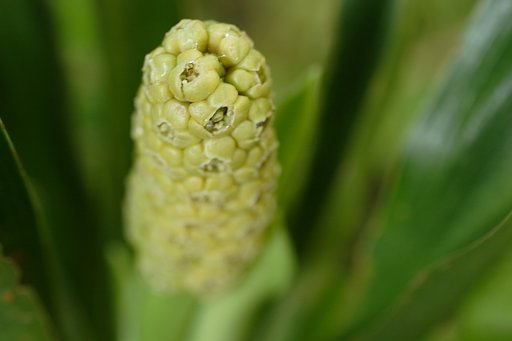 これでも花かしらん・・・