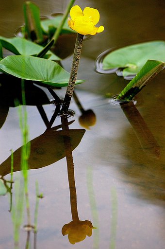 コウホネ（河骨）