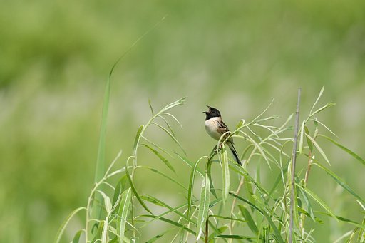 初夏の囀り