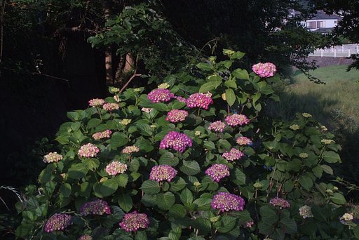 早朝の紫陽花