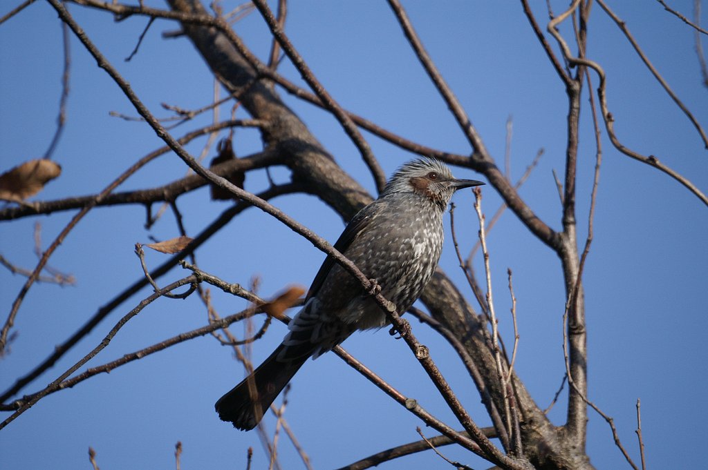AF REFLEX 500mm F8