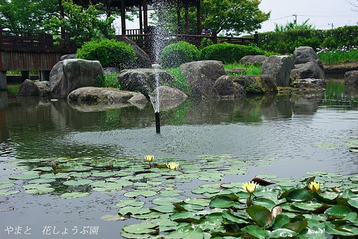 やまと　花しょうぶ園