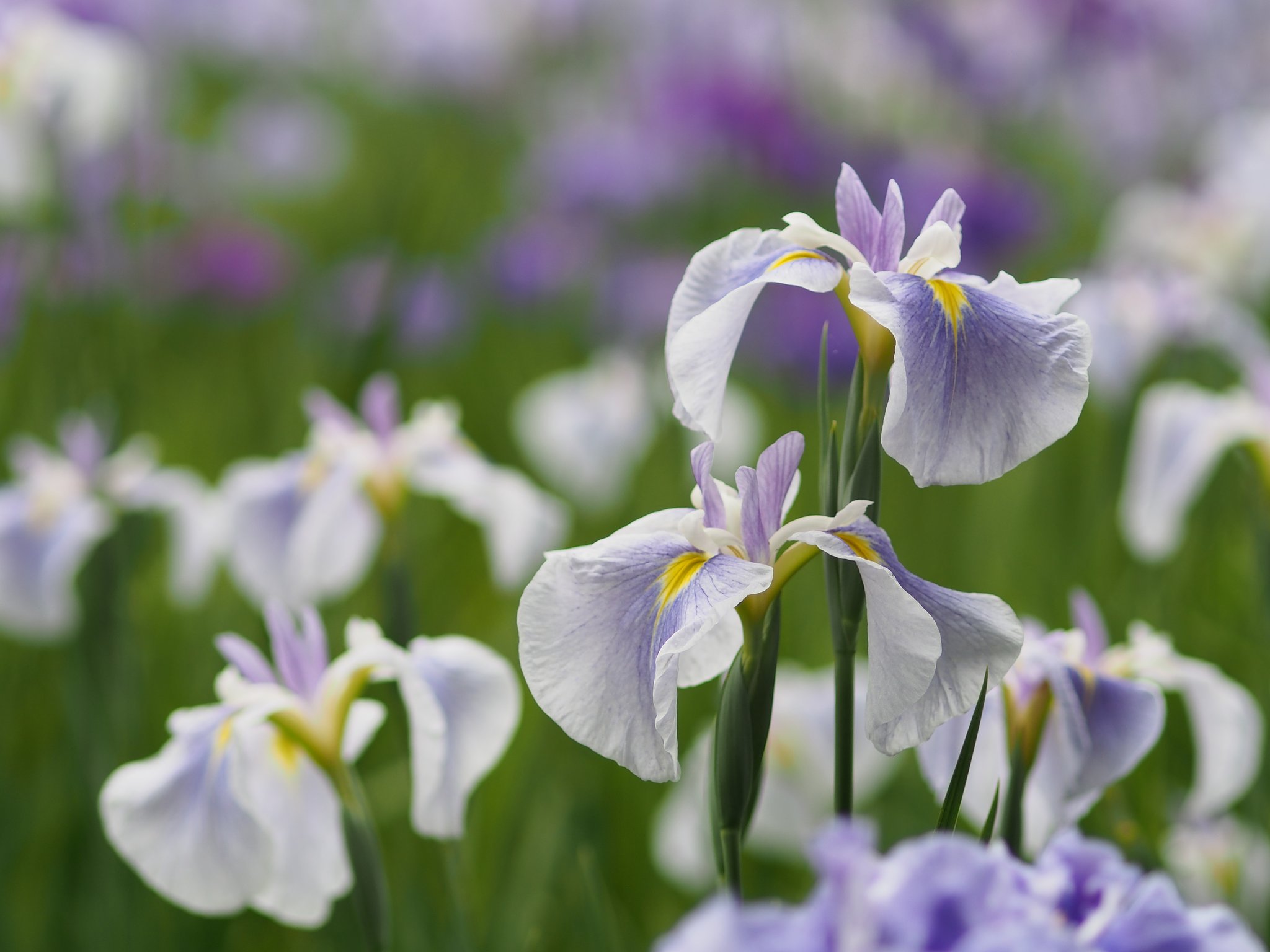 掛川菖蒲園にて