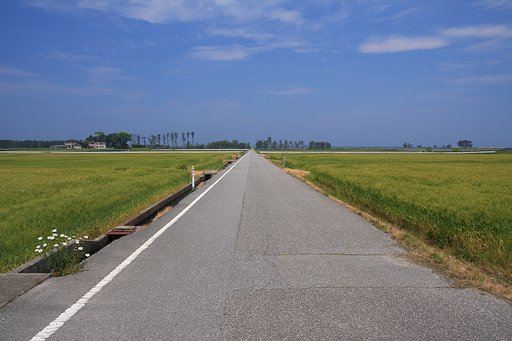 野菊