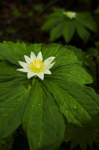 深山の貴婦人