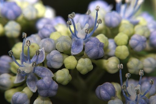 花中花