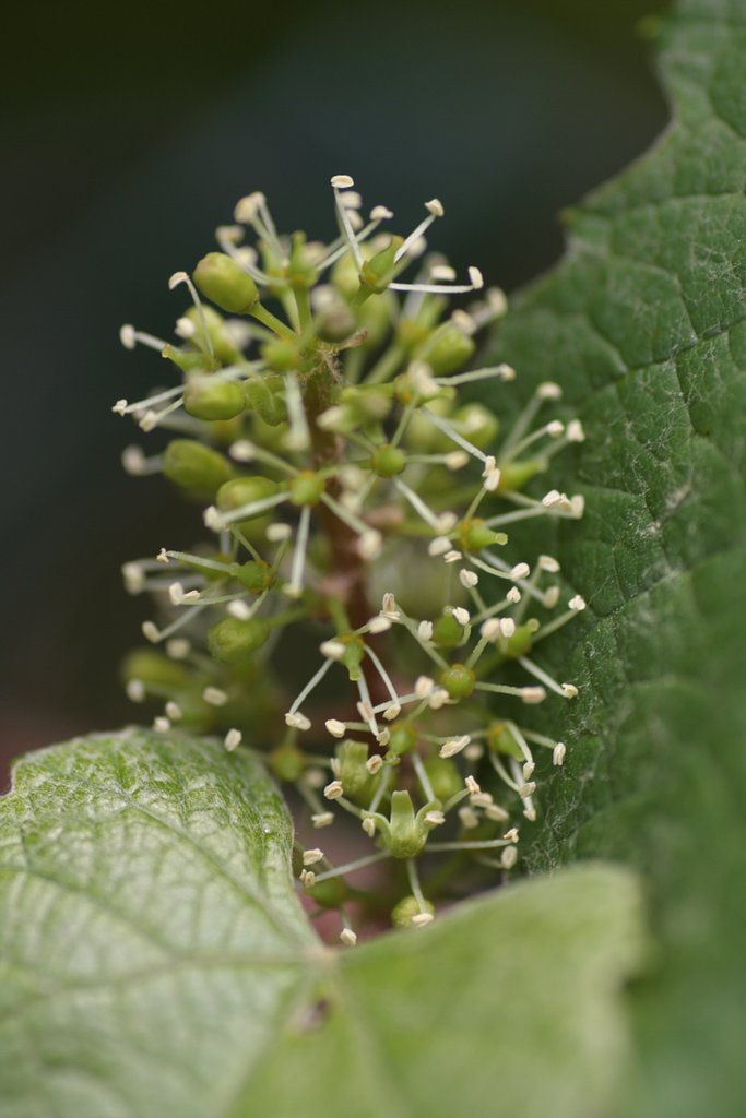 葡萄の花？