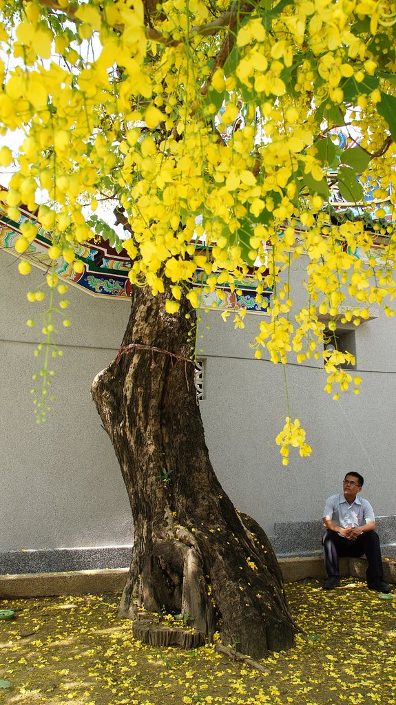 雨蘭松
