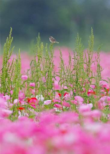 お花畑で君を待つ
