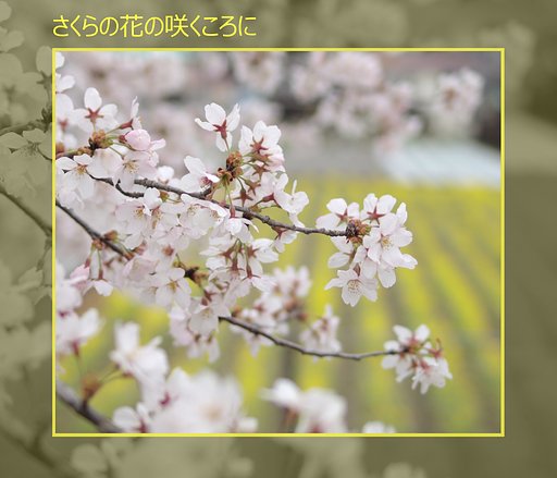 【この一曲】さくらの花の咲くころに