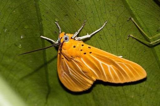 キイロヒトリモドキ