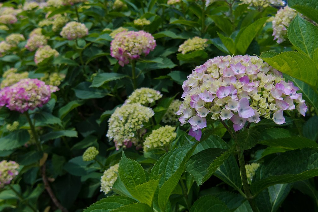 色付き始めた紫陽花＠Q