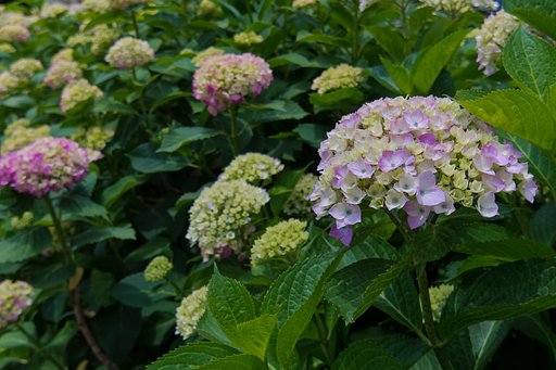 色付き始めた紫陽花＠Q