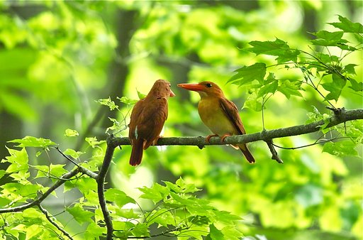 アカショウビン