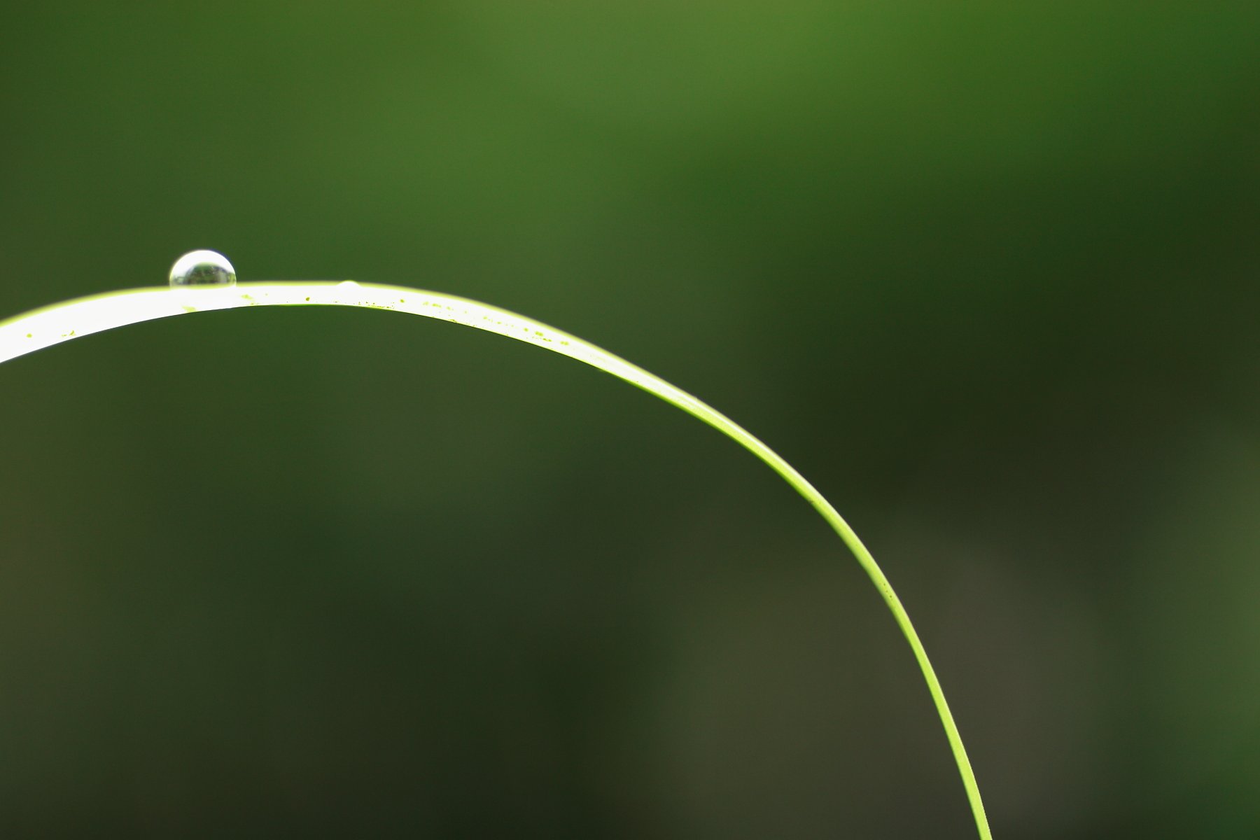 露のはな