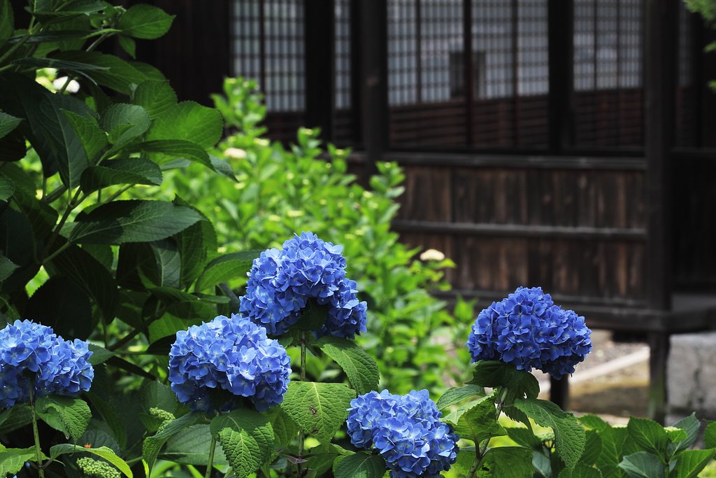 雨待ち顔の紫陽花