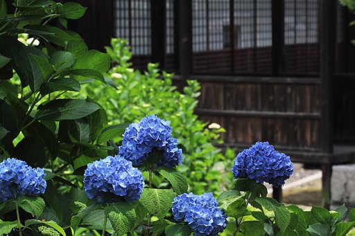 雨待ち顔の紫陽花