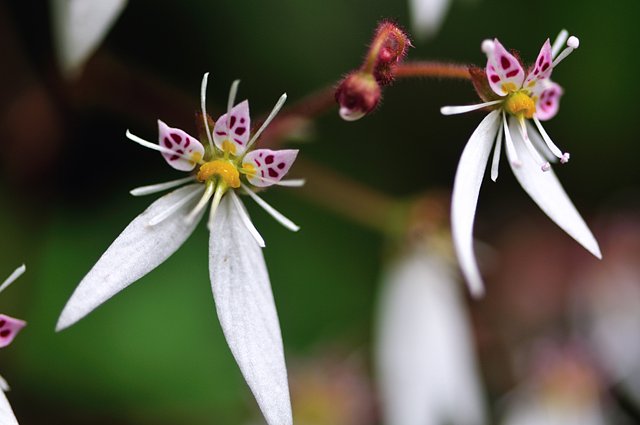 紫陽花撮りの前に！