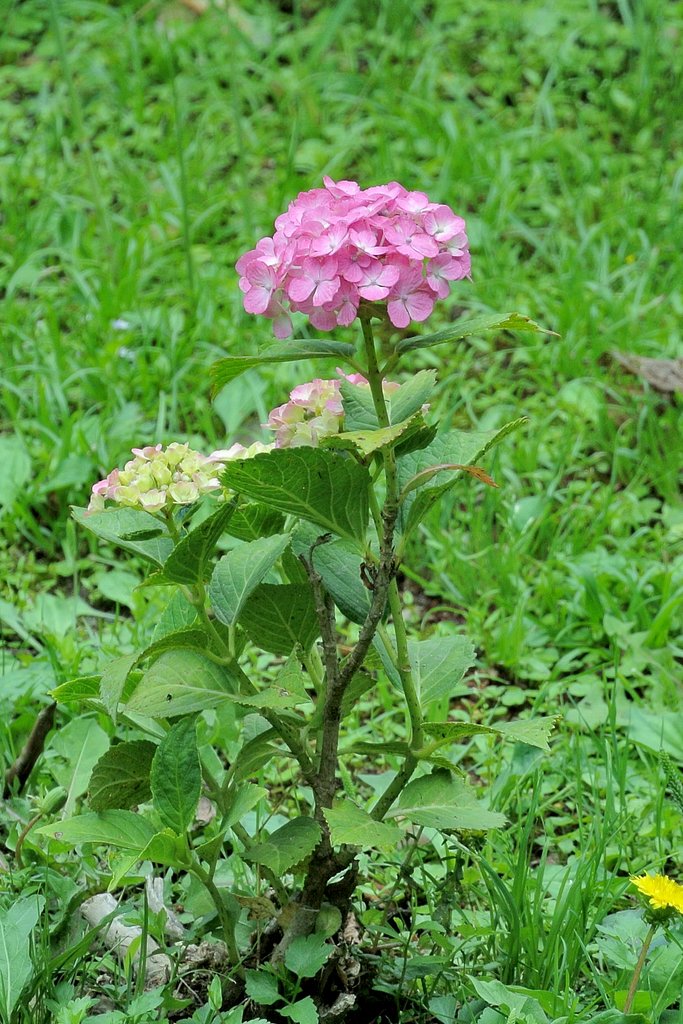 あじさい