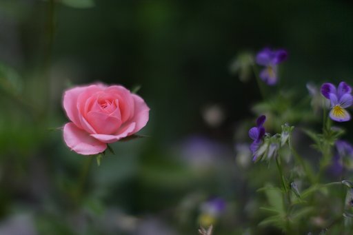 ピンクの薔薇