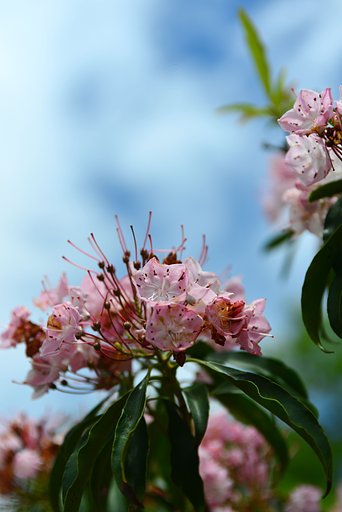 石楠花