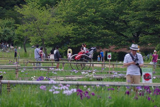 【日本】 〜菖蒲まつりにて〜人びと