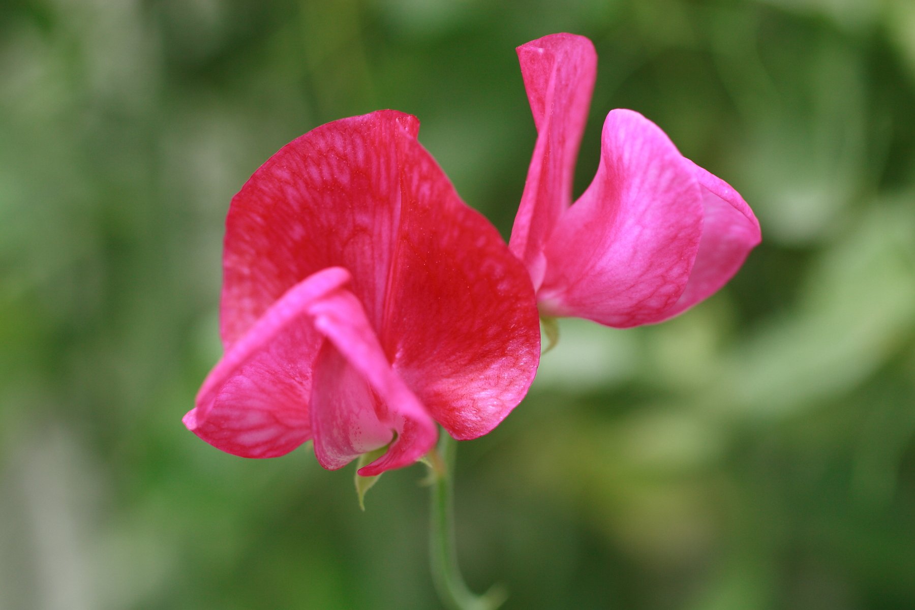 マメの花