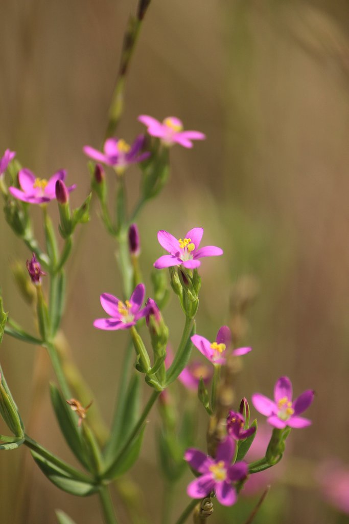 オモチャのような可憐な花