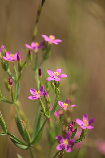 オモチャのような可憐な花