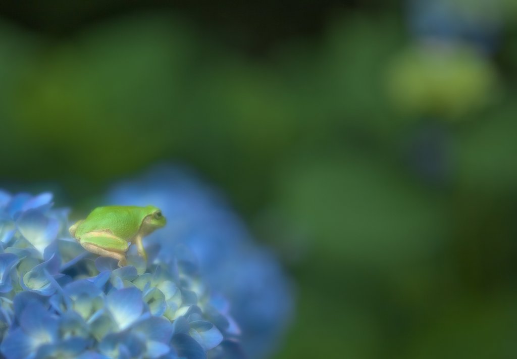 アマ紫陽花