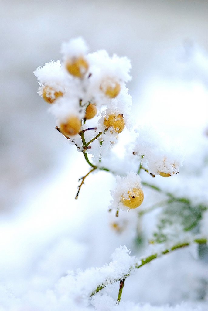 雪焼けした白南天