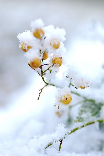 雪焼けした白南天
