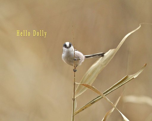 「この一曲」　Hello, Dolly!
