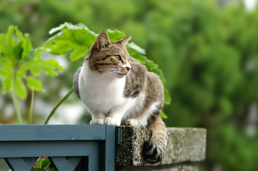 我が家に来る　ニャーゴ　（野良）