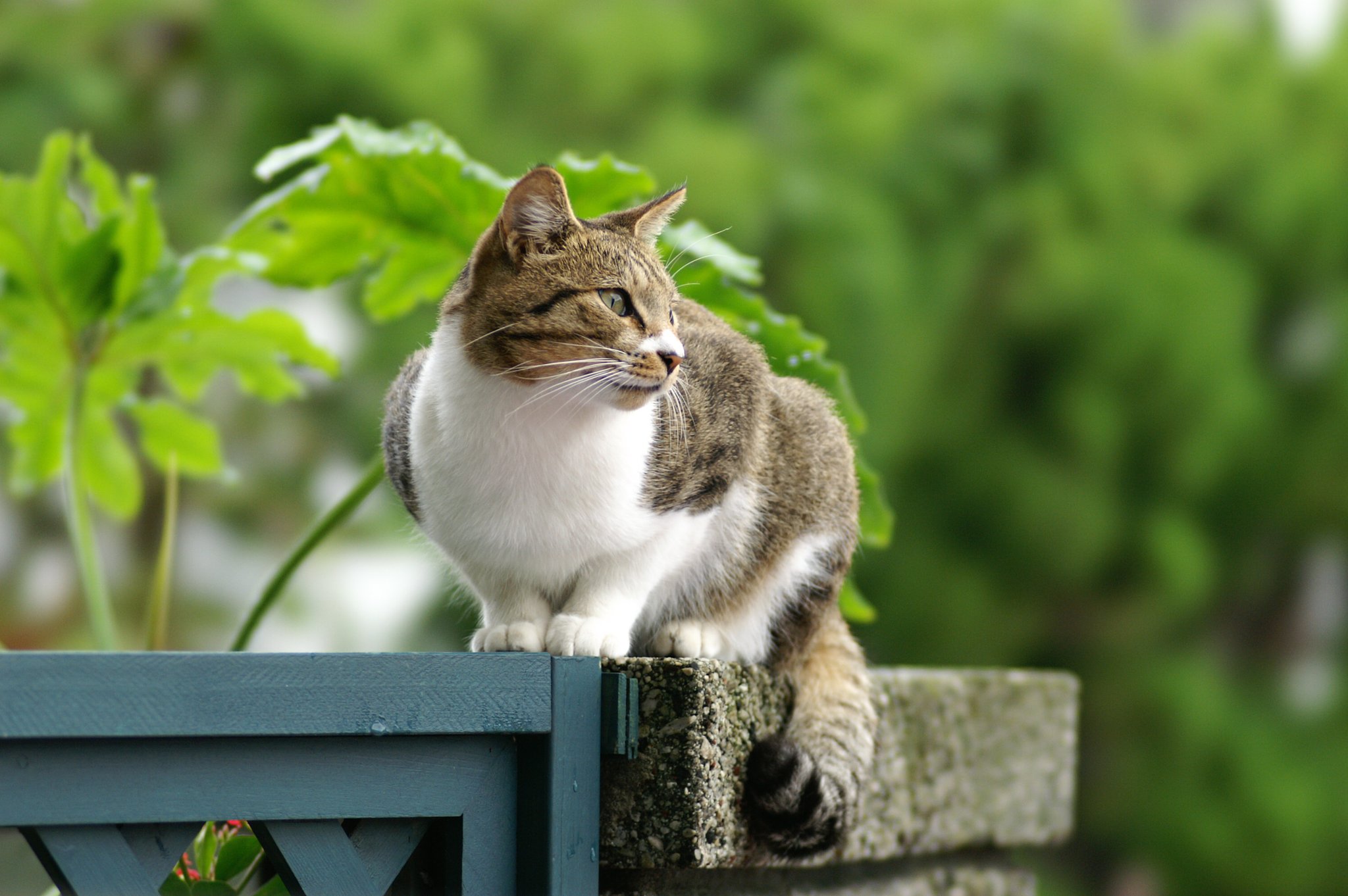 我が家に来る　ニャーゴ　（野良）