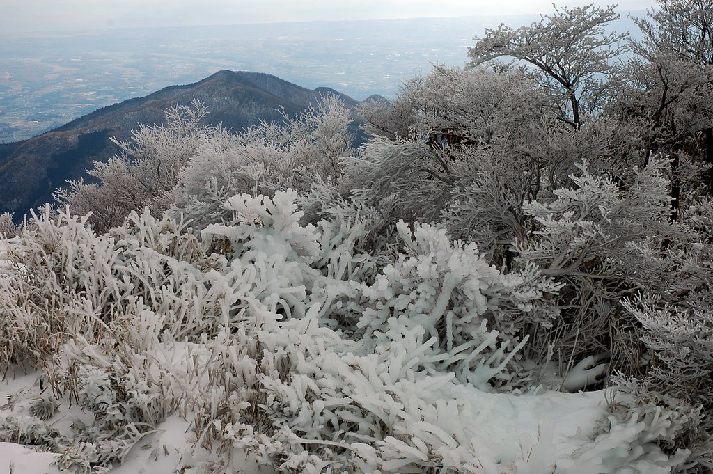 樹氷？