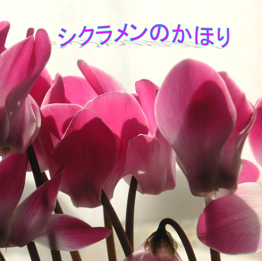【この一曲】シクラメンのかほり