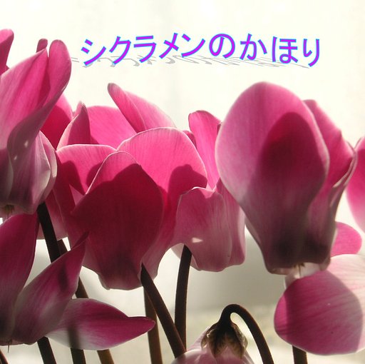 【この一曲】シクラメンのかほり