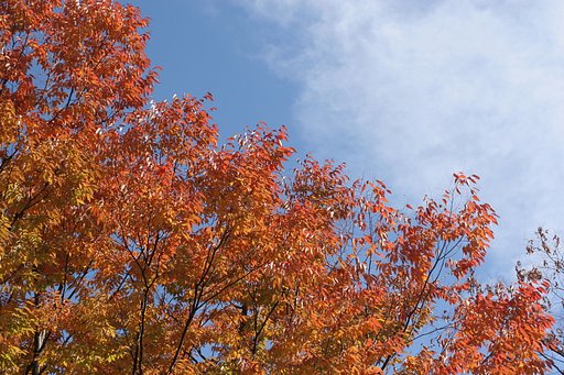 紅葉